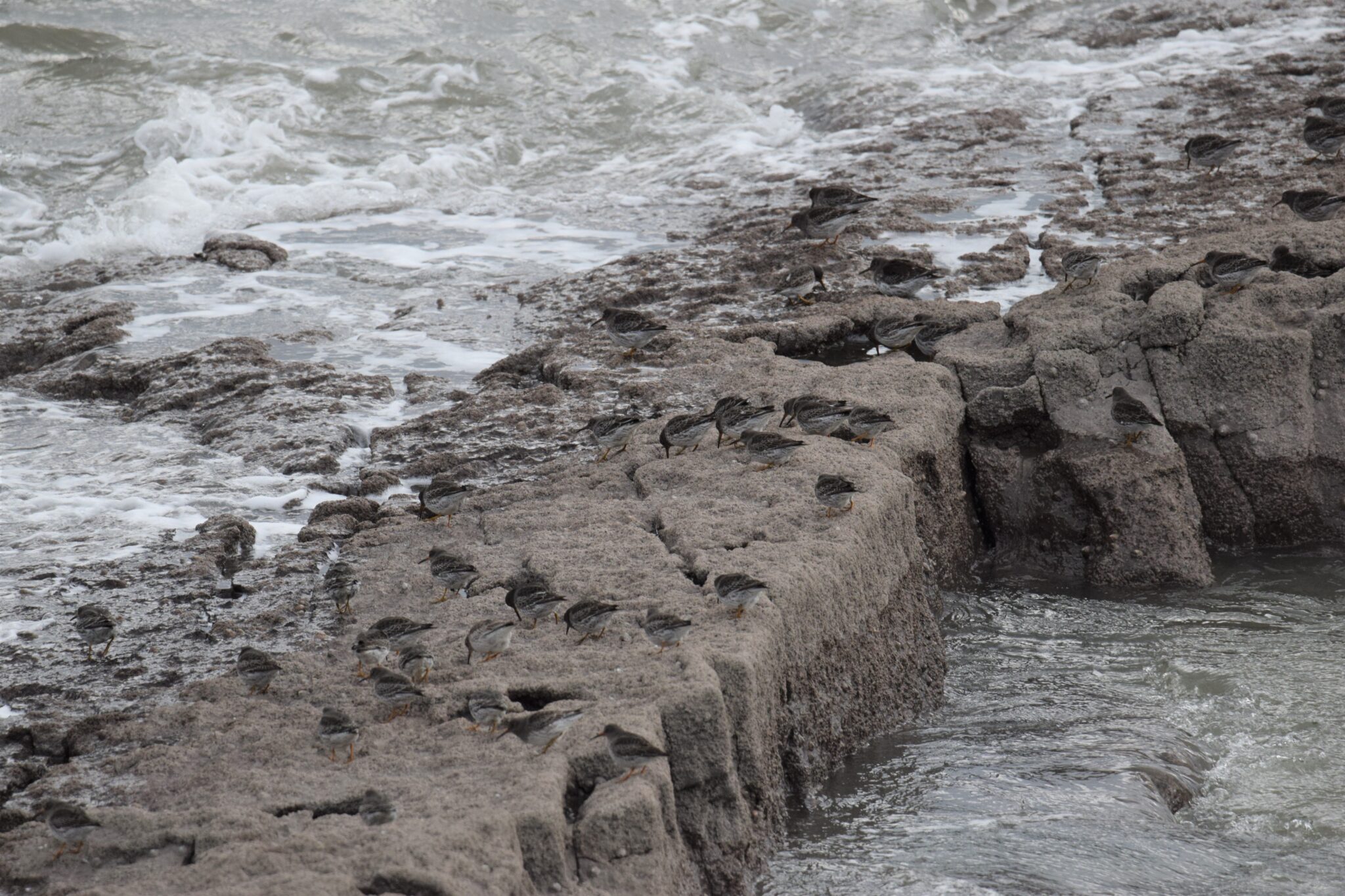 purple sandpipers Oxwich