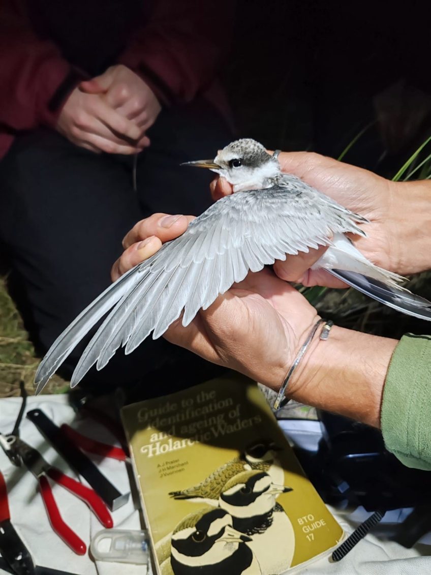 The Welsh Ringing Course 2025
