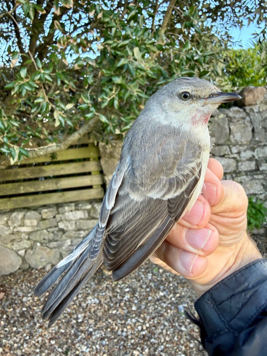 The Ringing Year 2025: Gower Ringing Group