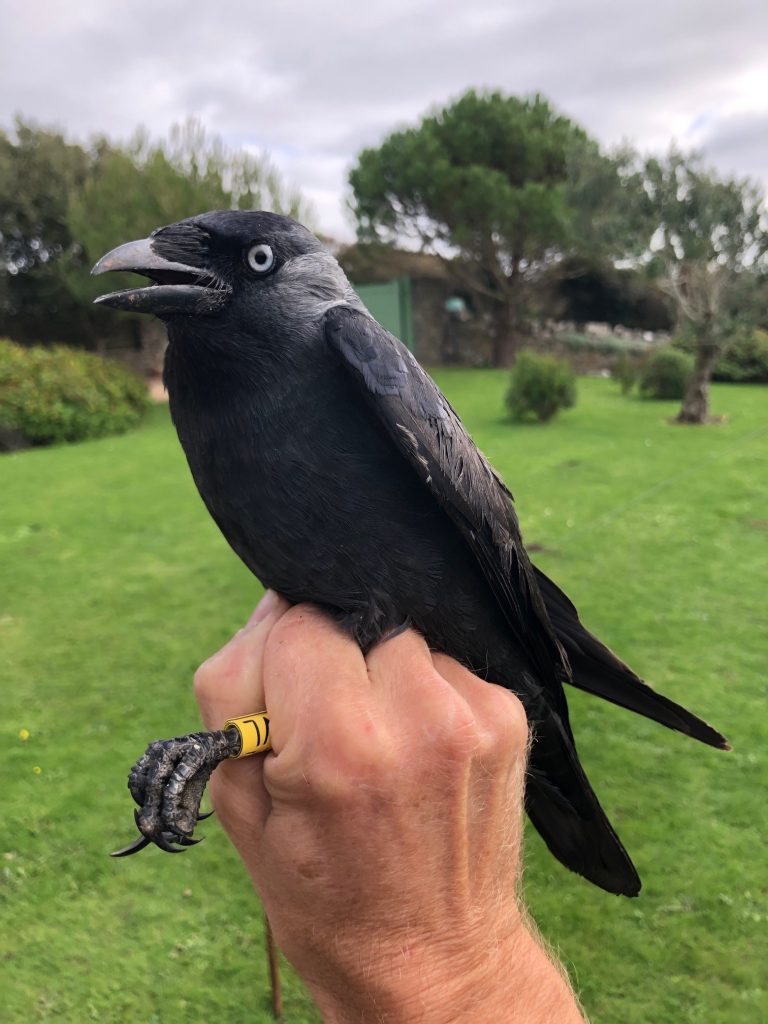 GOS AGM and the Gower RAS on Jackdaw – Gower Ornithological Society