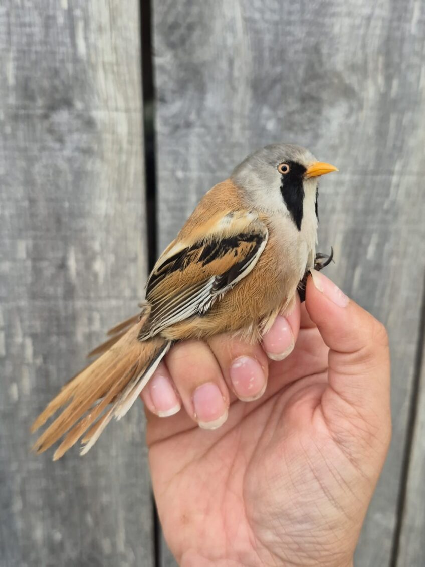 Return of the Bearded Tit and further grant funding